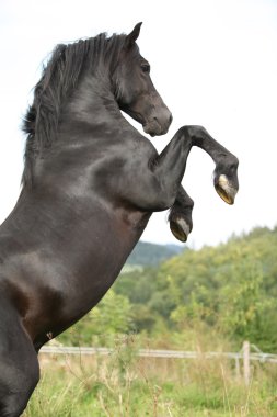 otlak üzerinde sıçrayan güzel siyah at