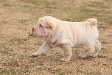 çalışan güzel sharpei köpek yavrusu