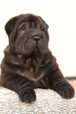 beyaz zemin üzerinde güzel shar pei köpek yavrusu