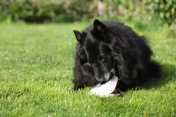 Черная голодная собака ест свежую рыбью голову — стоковое фото