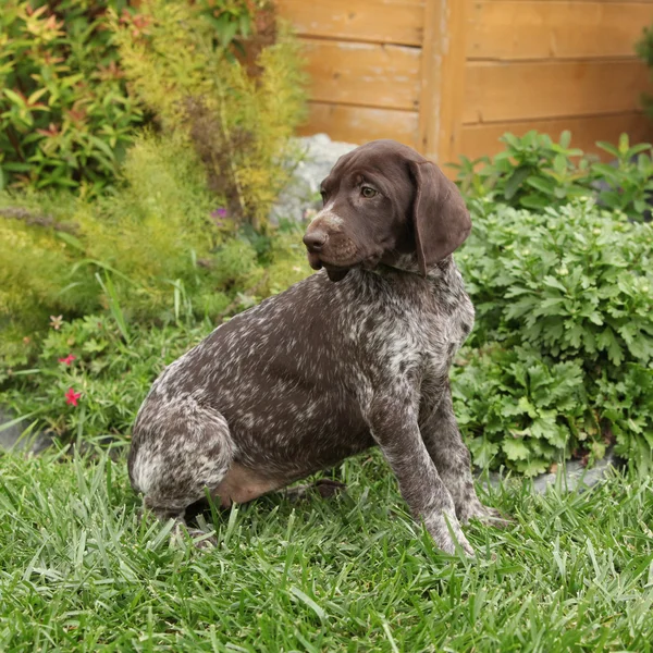 Adorabile cucciolo in giardino — Foto Stock