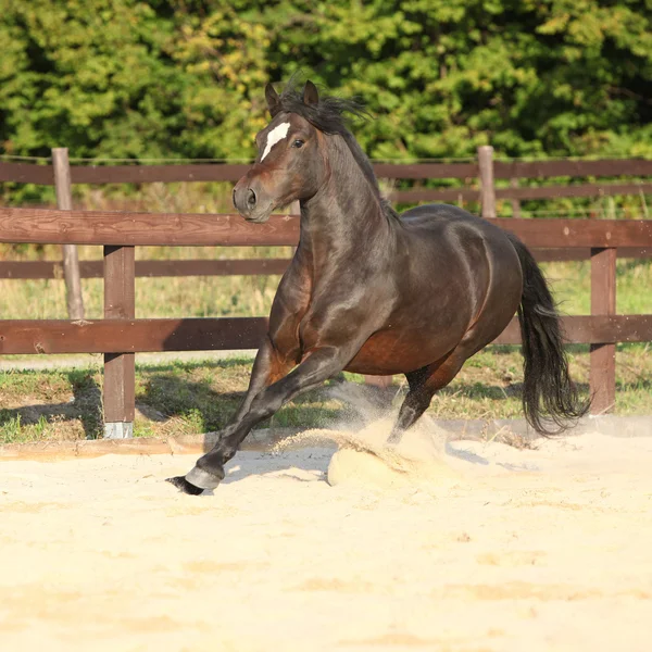 Härlig brun welsh cob kör — Stockfoto