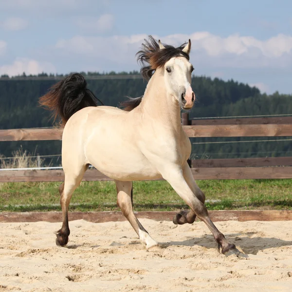 Hermoso caballo palomino corriendo —  Fotos de Stock