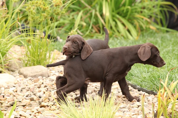 Два великолепных щенка играют в саду — стоковое фото