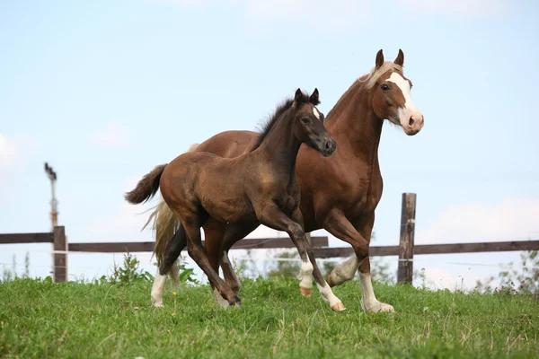 Beautiful mare with foal running — Stock Photo, Image