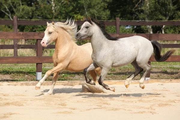 Bellissimi stalloni che corrono insieme — Foto Stock