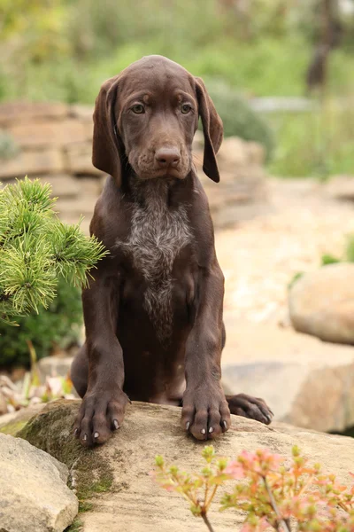 Superbe chiot dans le jardin — Photo