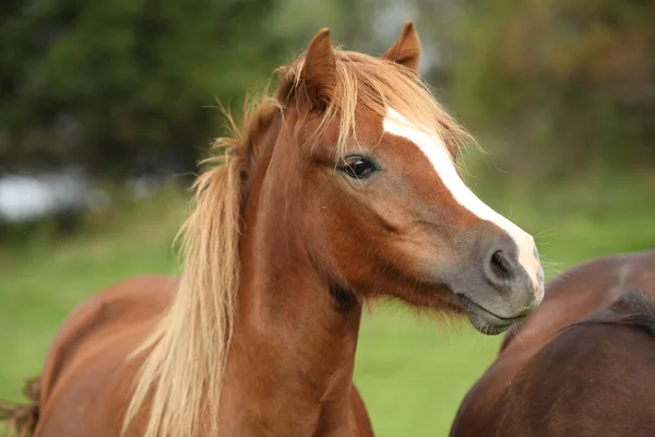 Nice young pony — Stock Photo, Image