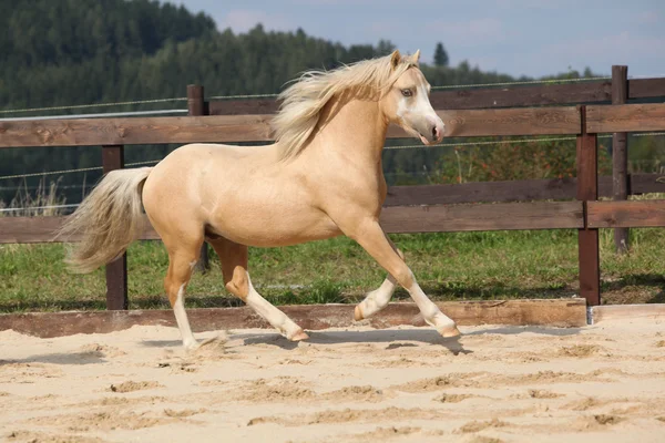 Prachtige palomino hengst uitgevoerd — Stockfoto