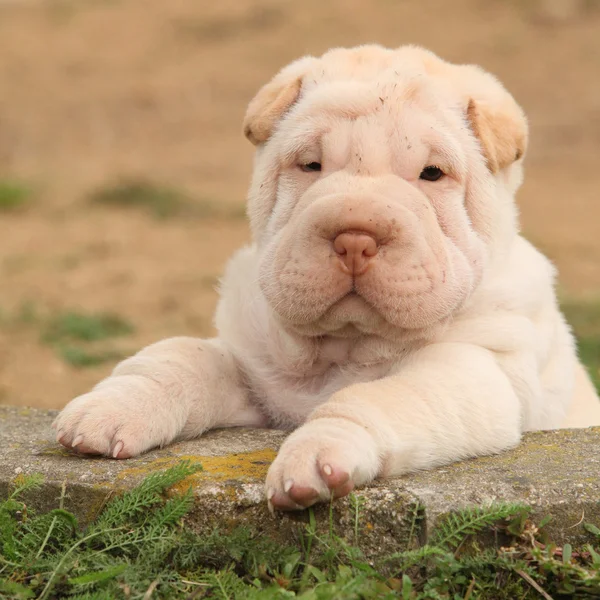 Adorable cachorro Shar Pei en el jardín — Foto de Stock