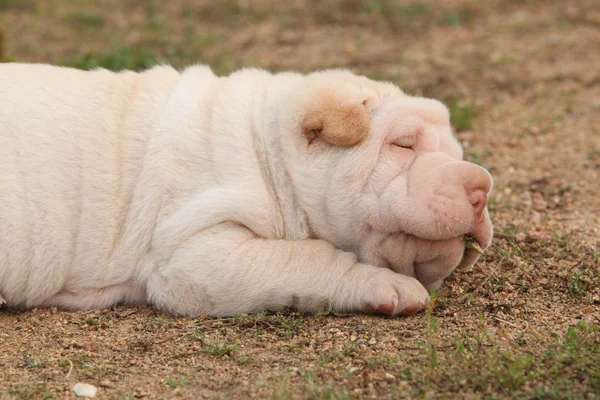 Adorable sharpei cachorro mintiendo —  Fotos de Stock