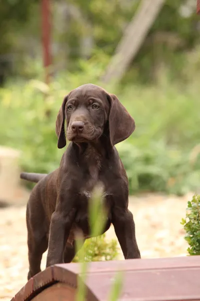 Joli chiot brun sur petit pont de jardin — Photo