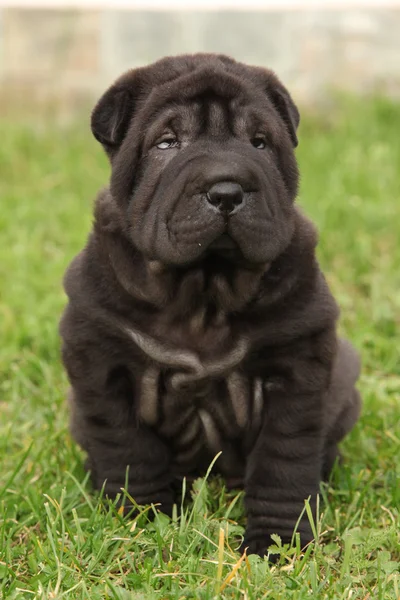 Gorgeous Shar Pei puppy sitting — Stock Photo, Image