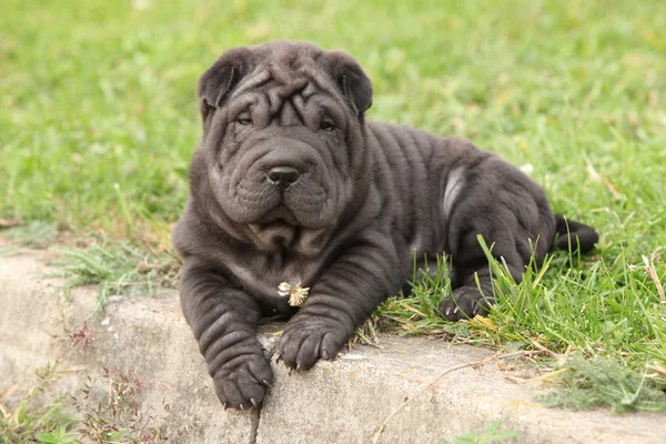 Adorable sharpei puppy lying — Stock Photo, Image