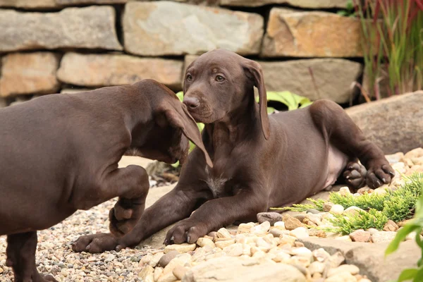 Cuccioli adorabili in giardino — Foto Stock