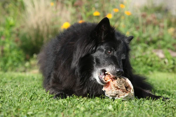 Hungry dog eating fresh fish — Stock Photo, Image