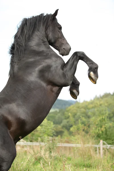 Belo cavalo preto prancing no pasto — Fotografia de Stock