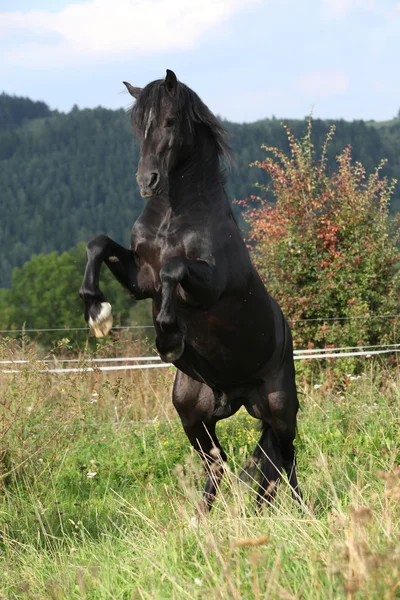 Belo cavalo preto prancing no pasto — Fotografia de Stock