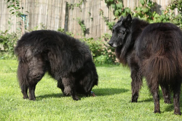 Deux chiens intéressés par le poisson frais — Photo