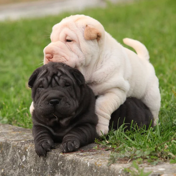 Shar pei Stockfoto's, Rechtenvrije Shar pei afbeeldingen ...
