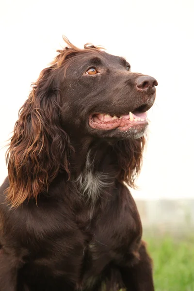 Tyska vaktel hund — Stockfoto