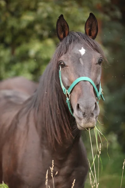Brun häst med grön grimma — Stockfoto
