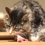 stock-photo-beautiful-cat-eating-fresh-meat