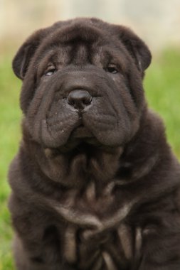 oturan muhteşem shar pei köpek yavrusu