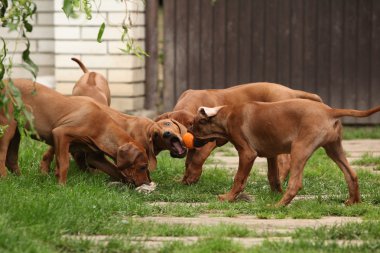 oyuncakları ile oynarken sevimli yavru köpekler