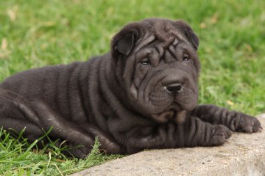 yalan çok güzel sharpei köpek yavrusu