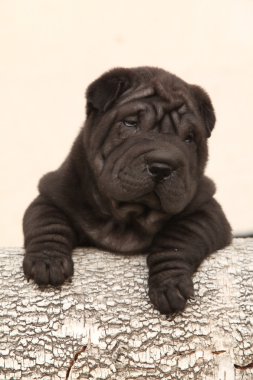açık renkli üzerinde güzel shar pei köpek yavrusu