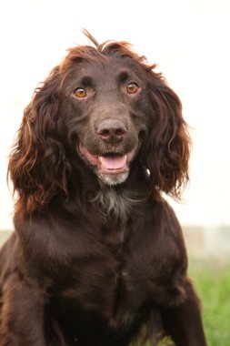 Alman bıldırcın köpeği