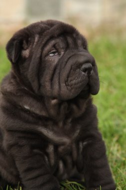 oturan muhteşem shar pei köpek yavrusu