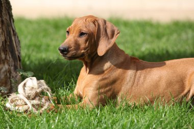 Rodezya ridgeback köpek bahçede
