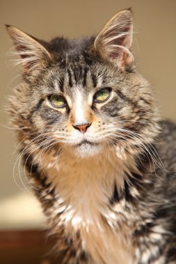 par de zapatos tradicionales de Holanda sobre fondo blanco