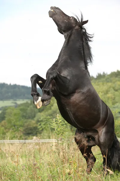 Boze zwarte paard op weidegronden — Stockfoto