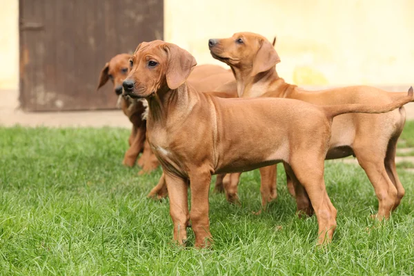 庭に子犬 — ストック写真