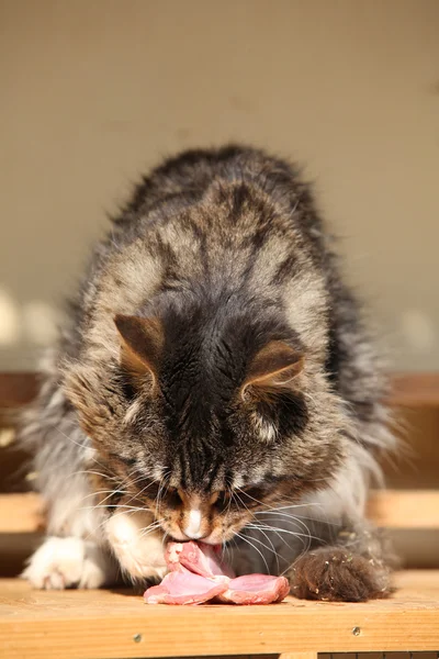 Schöne Katze isst frisches Fleisch — Stockfoto