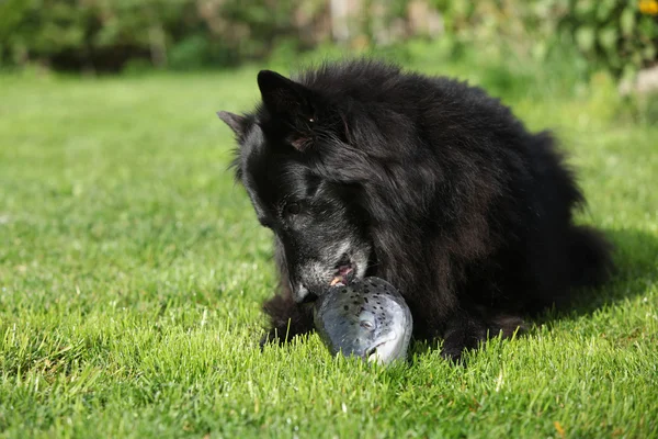 Черная голодная собака ест свежую рыбью голову — стоковое фото
