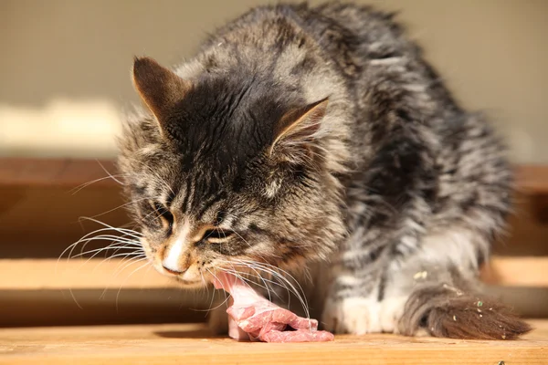 Beautiful cat eating fresh meat — Stock Photo, Image