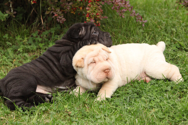 Two sharpei puppies lying together