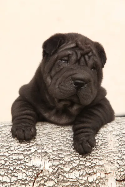 Vackra shar pei valp på ljus bakgrund — Stockfoto