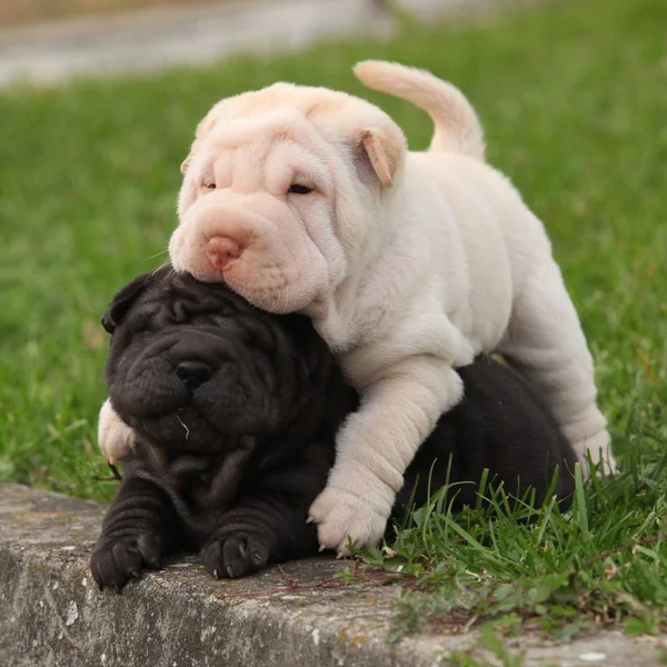 Zwei Sharpei Welpen liegen zusammen — Stockfoto