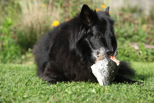 Голодная собака ест свежую рыбу — стоковое фото