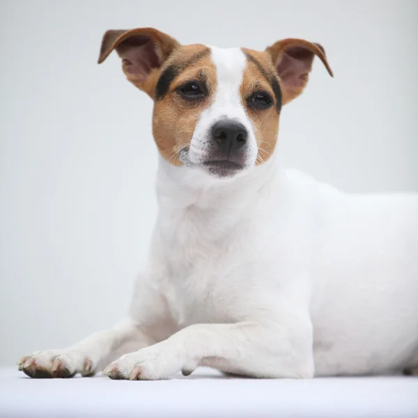 Jack Russell terierlying — Foto Stock