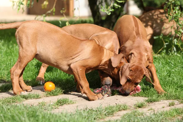 Anak anjing dengan tulang yang segar — Stok Foto