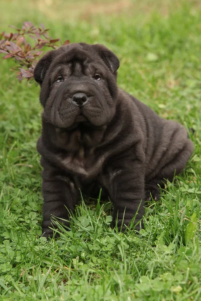 Adorable cachorro Shar Pei en el jardín — Foto de Stock