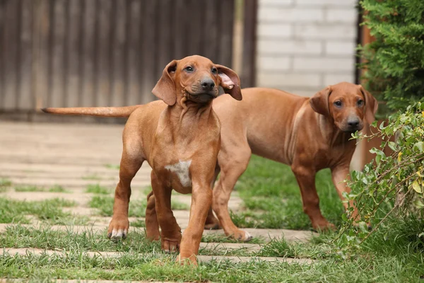 Puppy in de tuin — Stockfoto