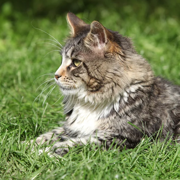 Güzel kedi yalan — Stok fotoğraf