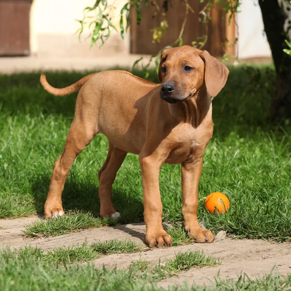 Rhodesian ridgeback puppy in de tuin — Stockfoto